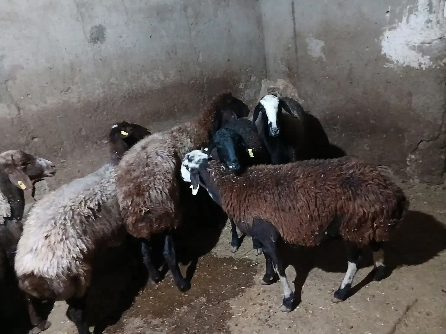 میش چاق کشتاری|حیوانات مزرعه|شیروان (لرستان), |دیوار