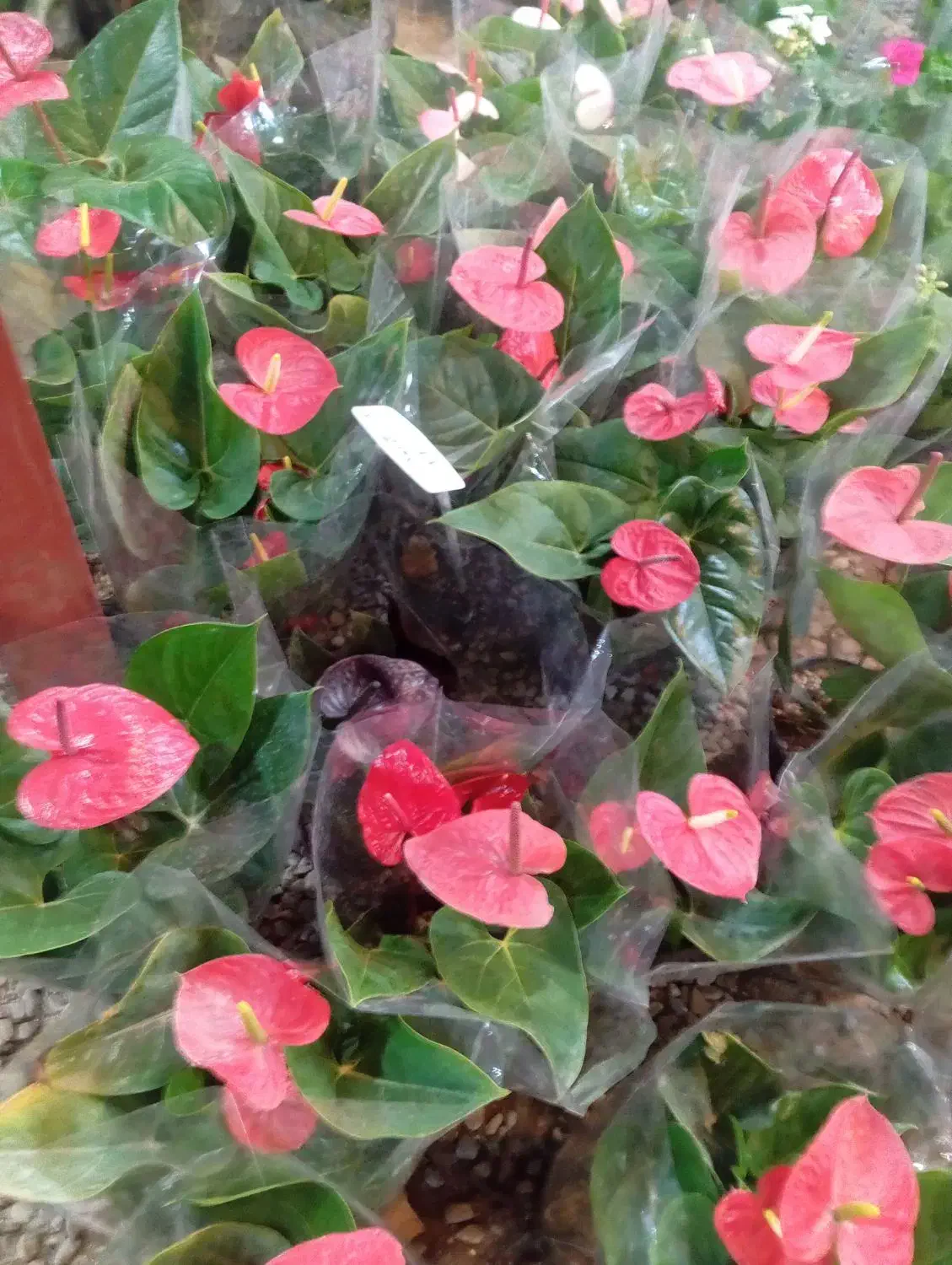 انواع گیاهان گل دار فصلی و چهارفصل|گل و گیاه طبیعی|رشت, حمیدیان|دیوار