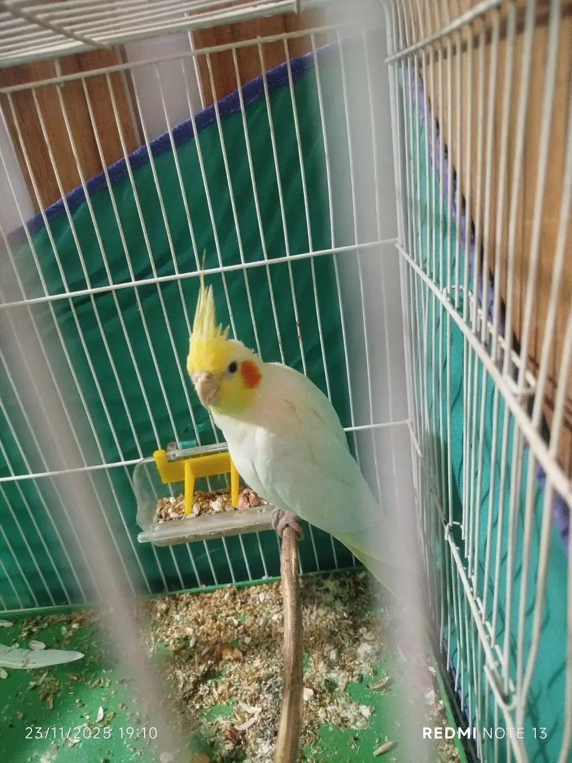 عروس هلندی|پرنده|سیلاخور, |دیوار