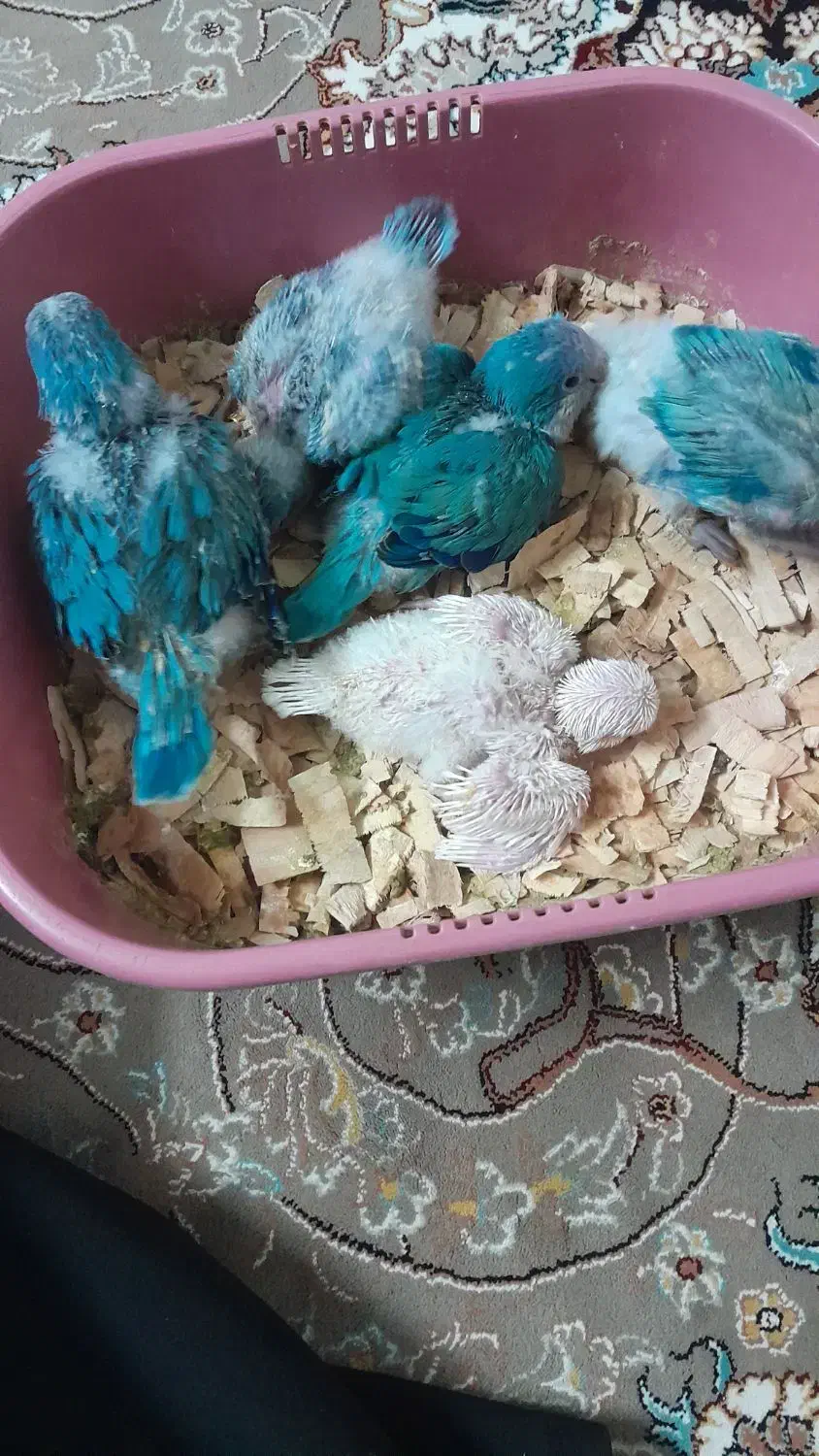 جوجه راهب سرلاکی|پرنده|اصفهان, کوجان|دیوار