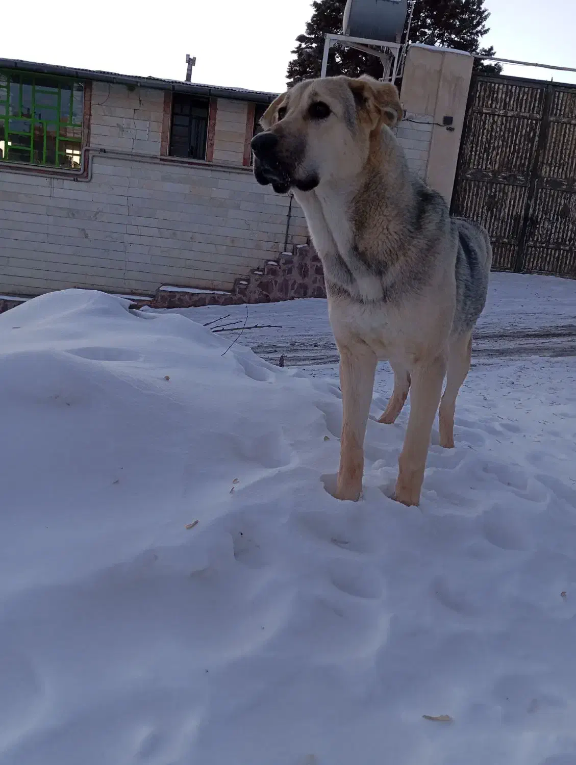 پژدر|سگ|پردیس, سیاه سنگ|دیوار