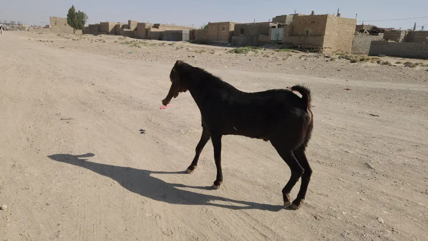 یک نر بز خوب برای نسل کشی|حیوانات مزرعه|زاهدان, |دیوار