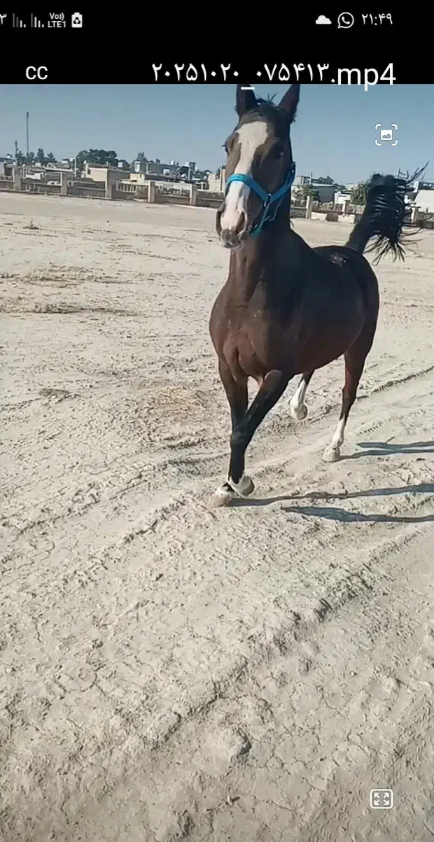 فروش اسب سر ودم گیر با اصالت شجره دار|اسب و تجهیزات اسبسواری|مرودشت, تخت جمشید|دیوار