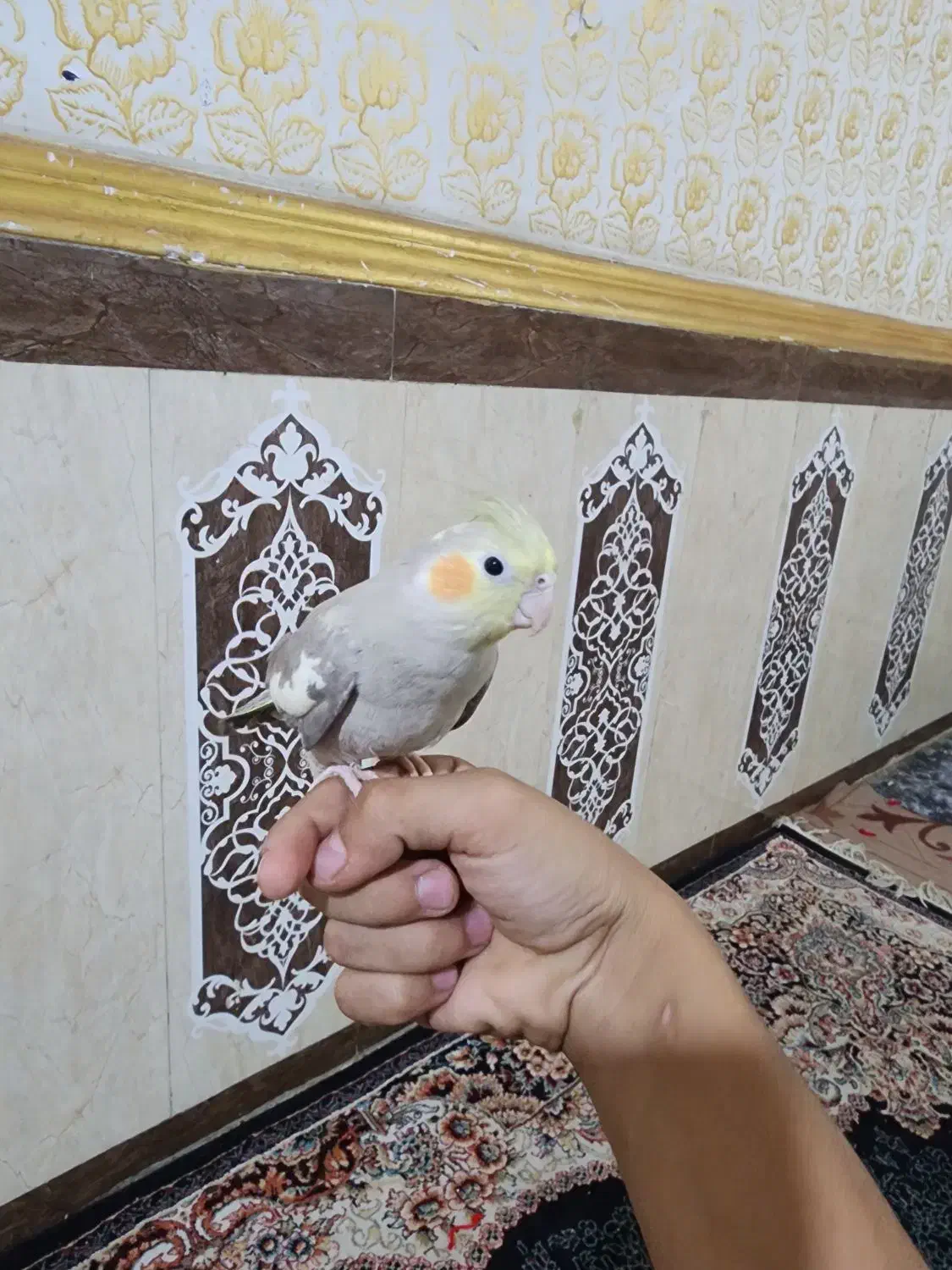عروس پاریس دستی|پرنده|اهواز, کوی رمضان|دیوار