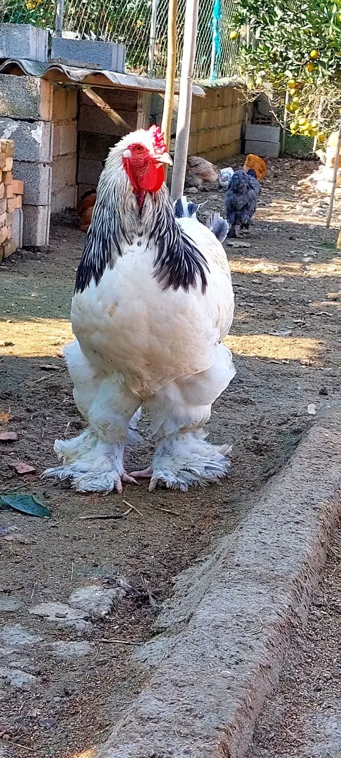 تخم نطفه دار و جوجه برهما|حیوانات مزرعه|قائم‌شهر, |دیوار