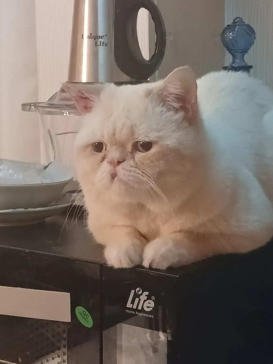 واگذاری اگزوتیک و بریتیش نر|گربه|پردیس, فاز ۳|دیوار