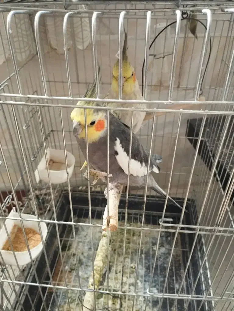 فروش۴عدد عروس هلندی|پرنده|اردکان, |دیوار