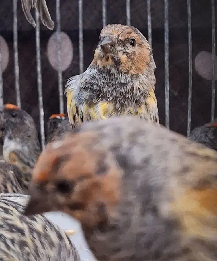 سهره گلبسر بالغ|پرنده|قزوین, |دیوار