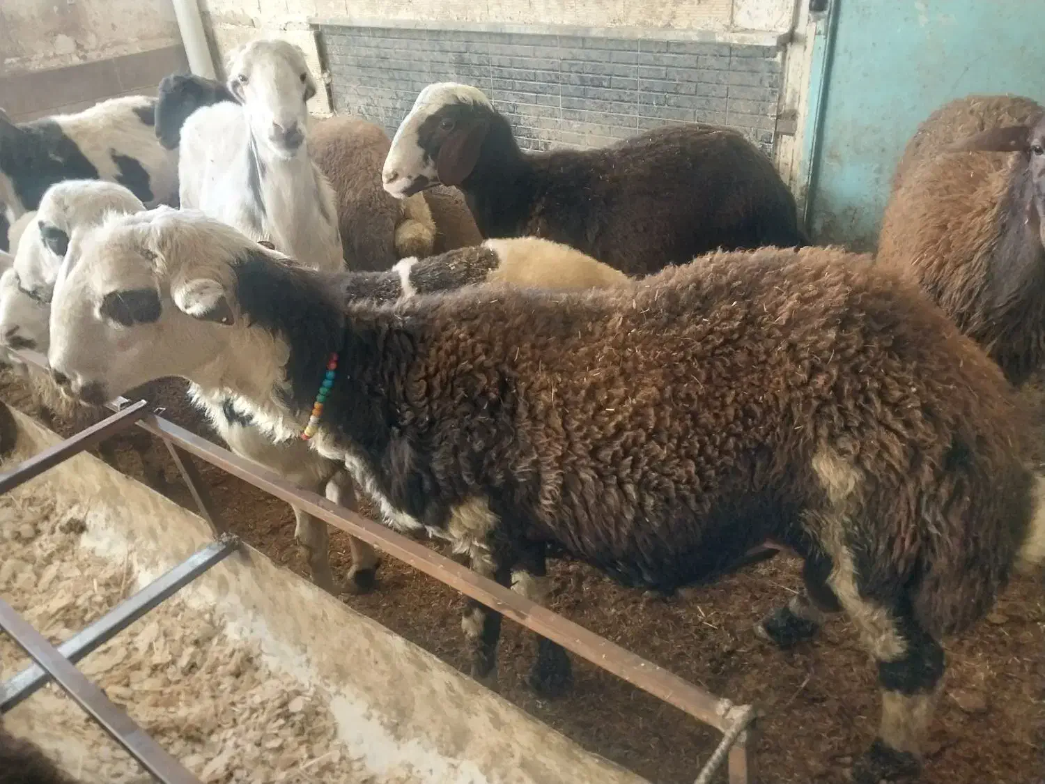 با سلام  چند رس بره نر و قوچ 3شیره|حیوانات مزرعه|سیلاخور, |دیوار