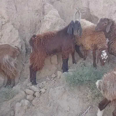 بزغاله نربز|حیوانات مزرعه|مشهد, کوی سیدی|دیوار