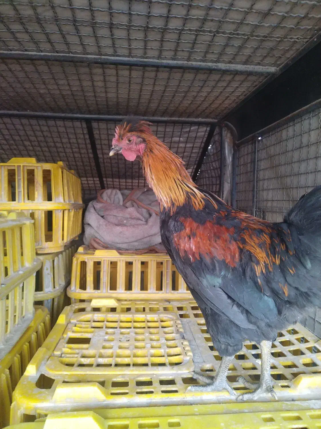 مرغ و خروس|حیوانات مزرعه|خمینی‌شهر, |دیوار