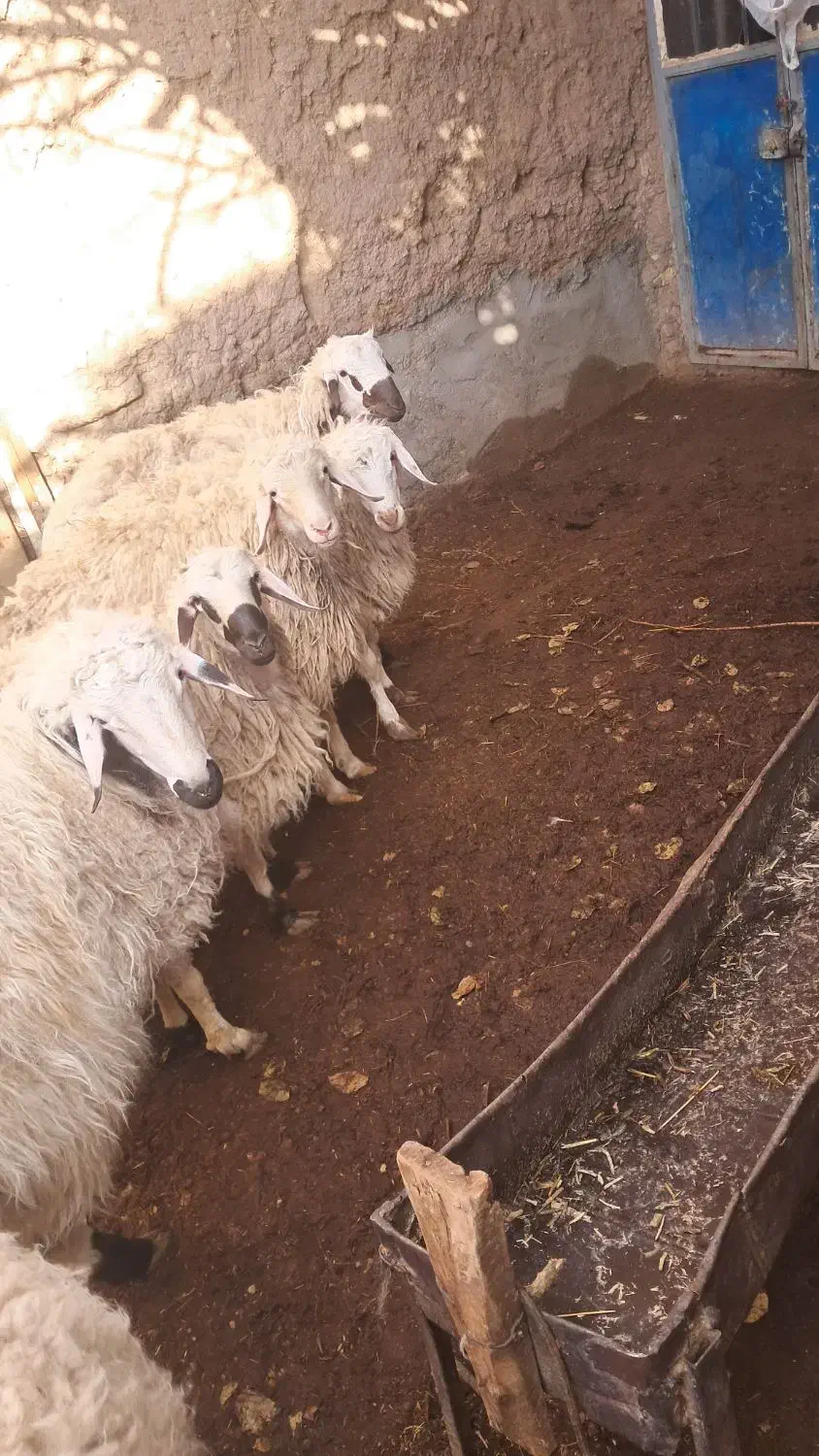 بره و شیشک|حیوانات مزرعه|سبزوار, قصبه شرقی|دیوار