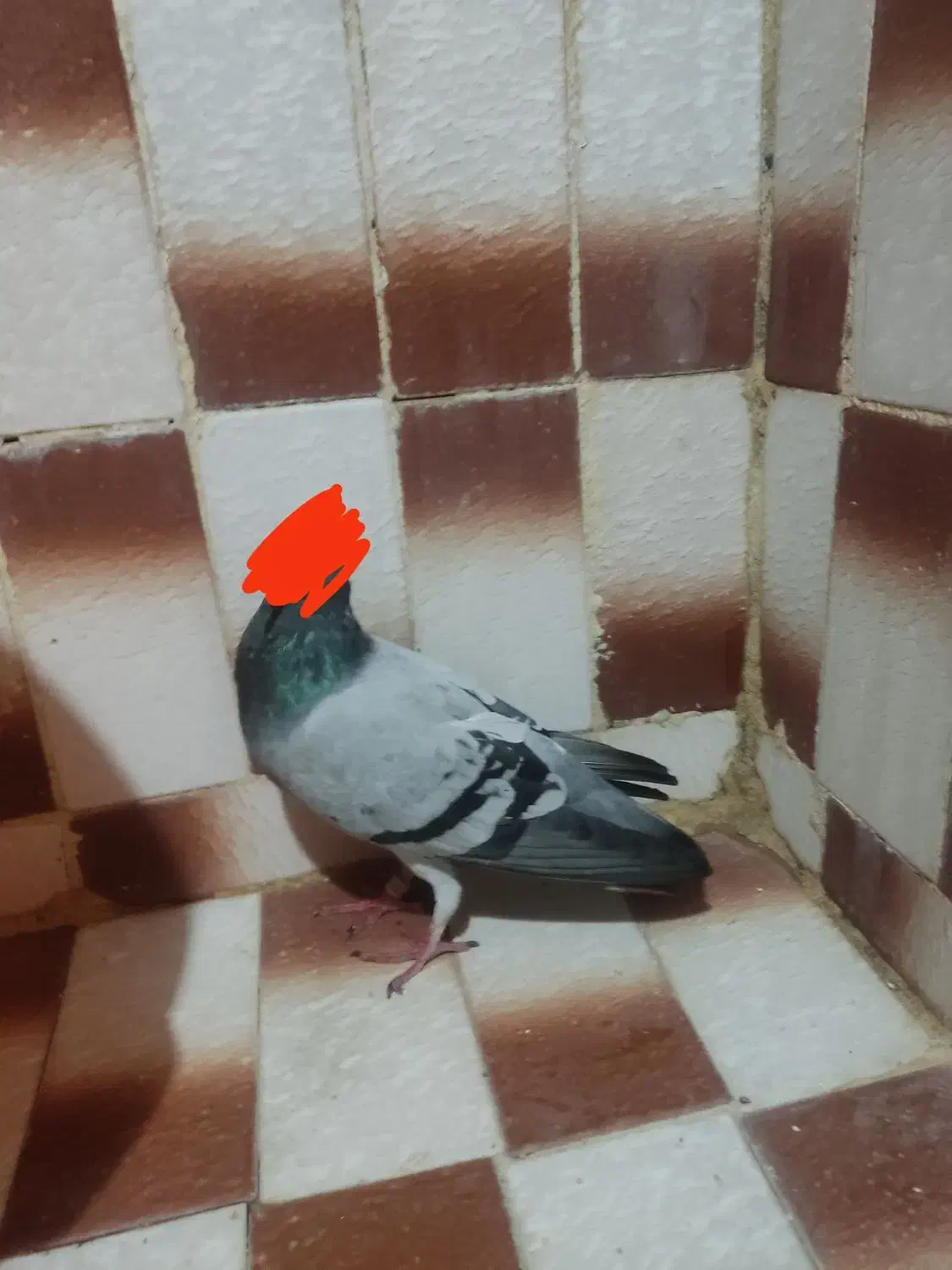 کبوترگرفتنی|حیوانات|خرمآباد, |دیوار