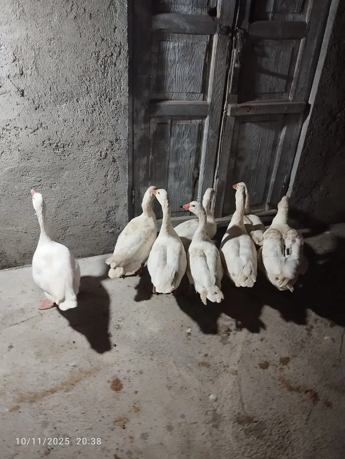 ۸عدد غاز محلی جوان|حیوانات مزرعه|سیمین شهر, |دیوار