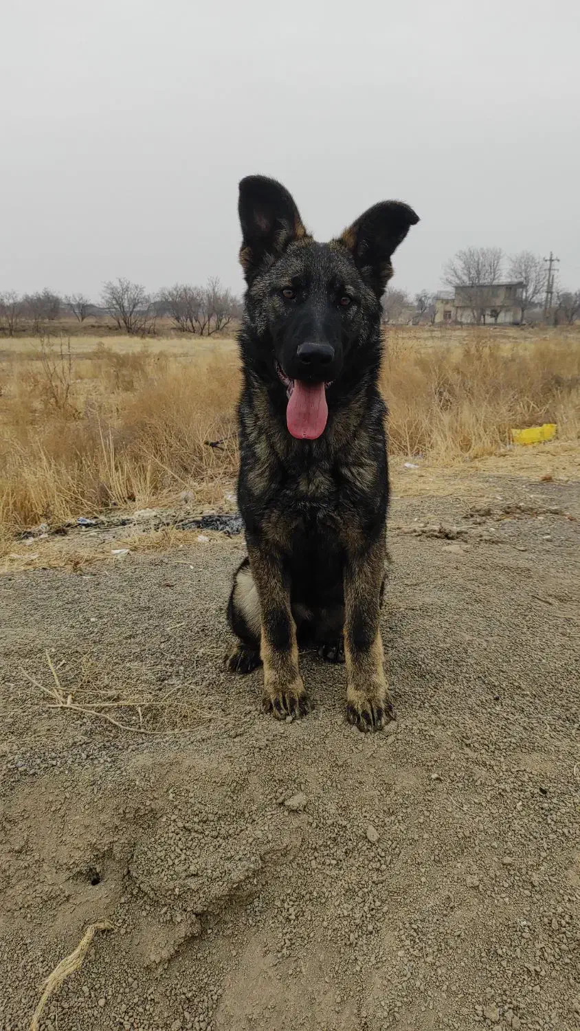 سگ نگهبان ورک لاین|سگ|احمدآبادمستوفی, |دیوار