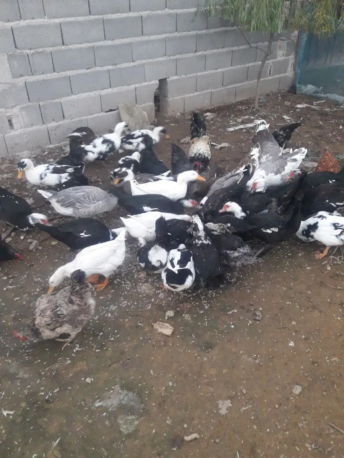 اردک محلی|حیوانات مزرعه|رشت, دخانیات|دیوار