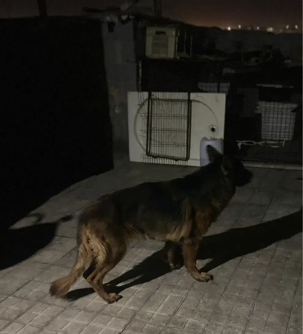 سگ ژرمن|سگ|بندرعباس, |دیوار