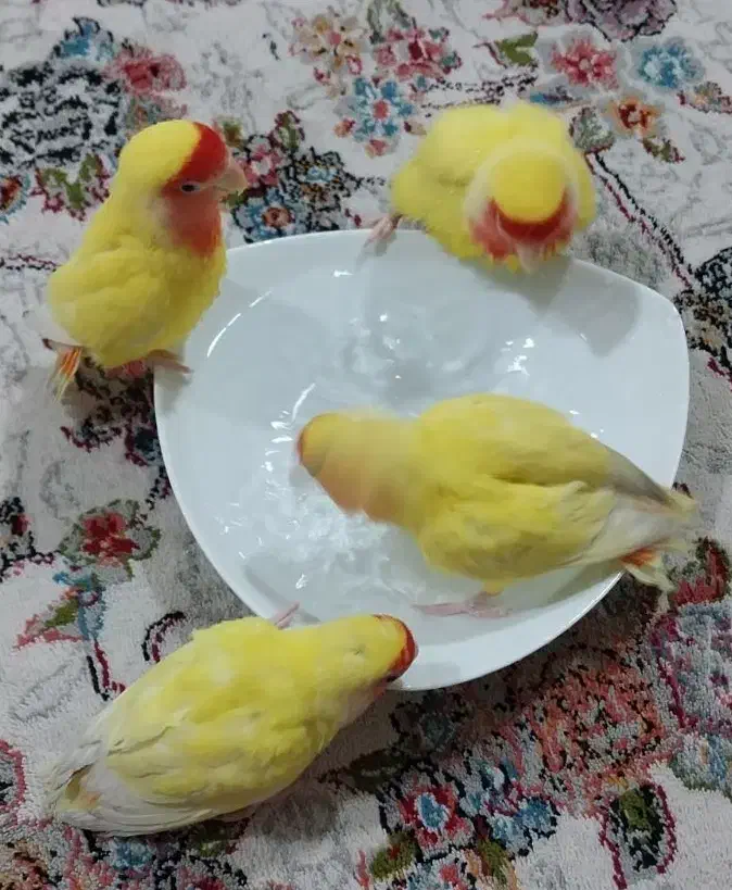 چهارتا طوطی برزیلی سخنگو|پرنده|شوشتر, |دیوار