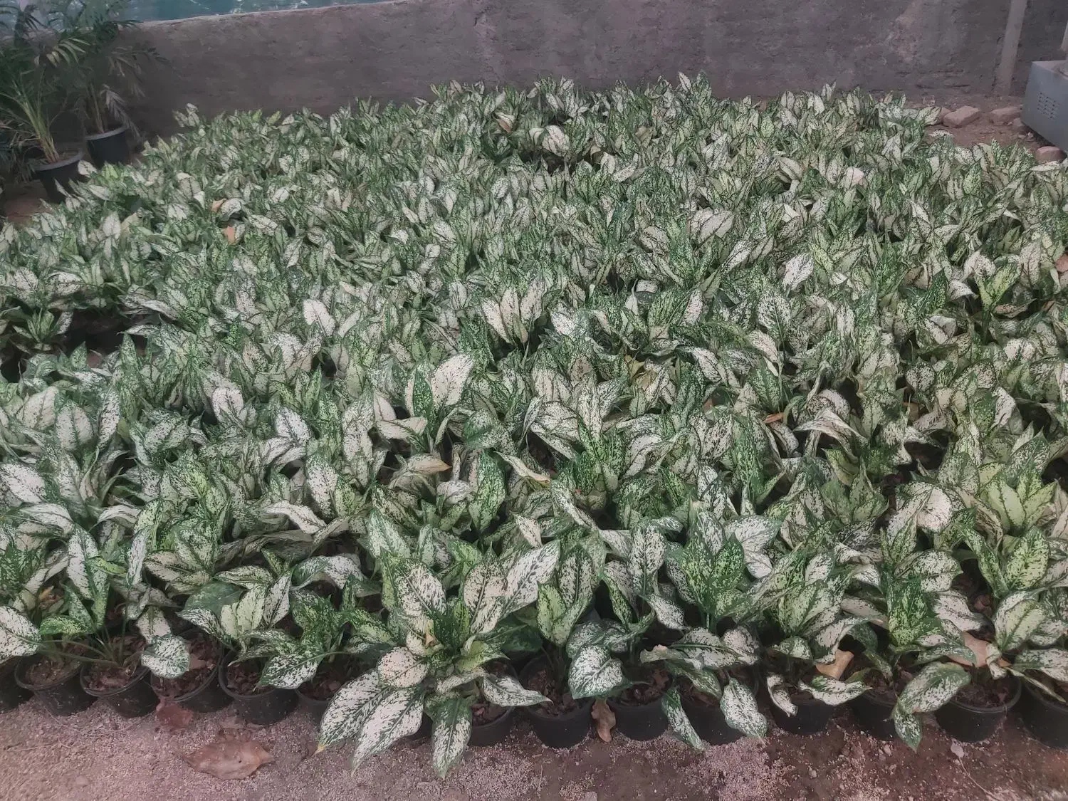 گل گیاه های آپارتمانی به قیمت تولیدی|گل و گیاه طبیعی|تهران, خاوران|دیوار