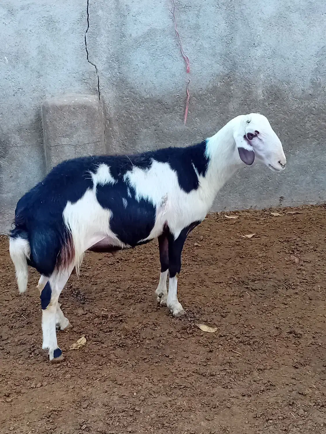 بره قوچ پلنگی خال سیاه و پوست گاوی|حیوانات مزرعه|بروجرد, |دیوار