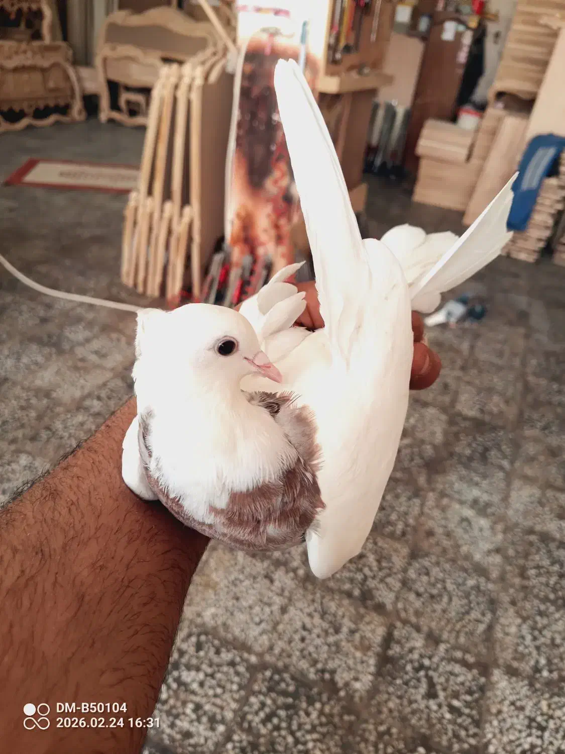 طوقی|پرنده|قم, نوبهار|دیوار