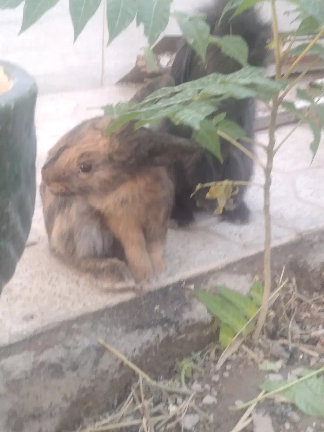 خرگوش لوپ|موش و خرگوش|نجف‌آباد, یزدانشهر|دیوار