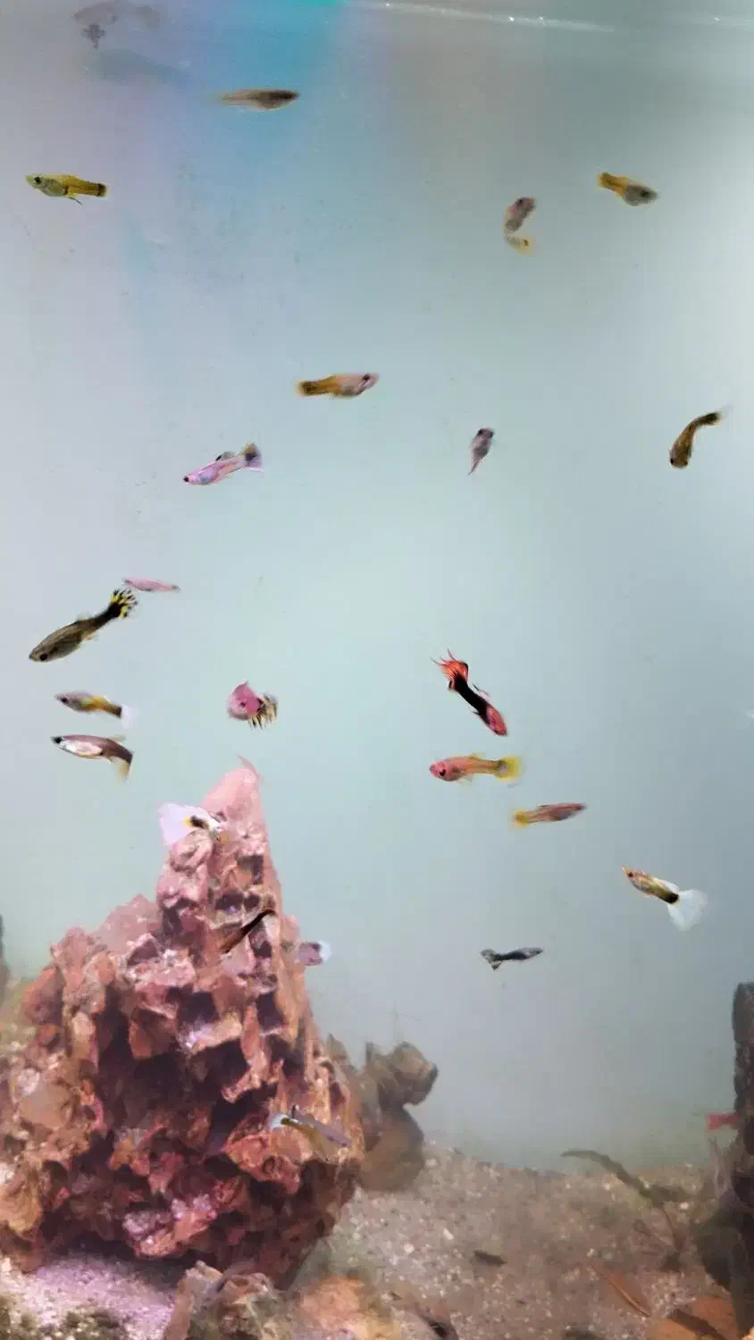 ماهی گوپی|ماهی|یزد, |دیوار