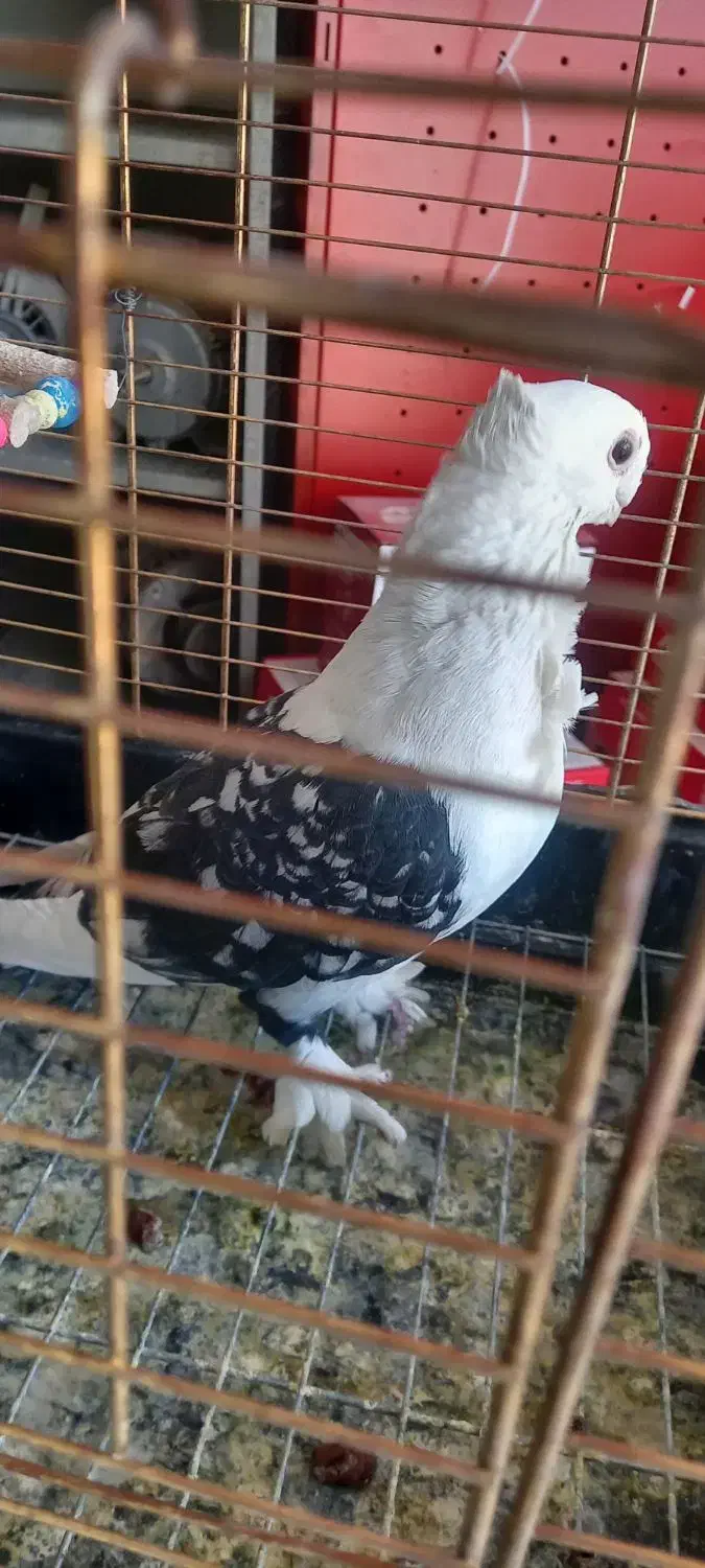 کفتر زینتی و بدون غلط|پرنده|خاوران, |دیوار