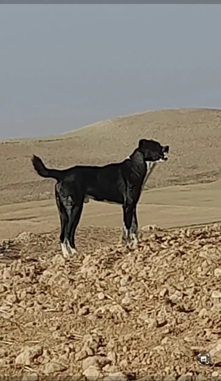 حیوان نگهبان گله ای|سگ|شراء, |دیوار