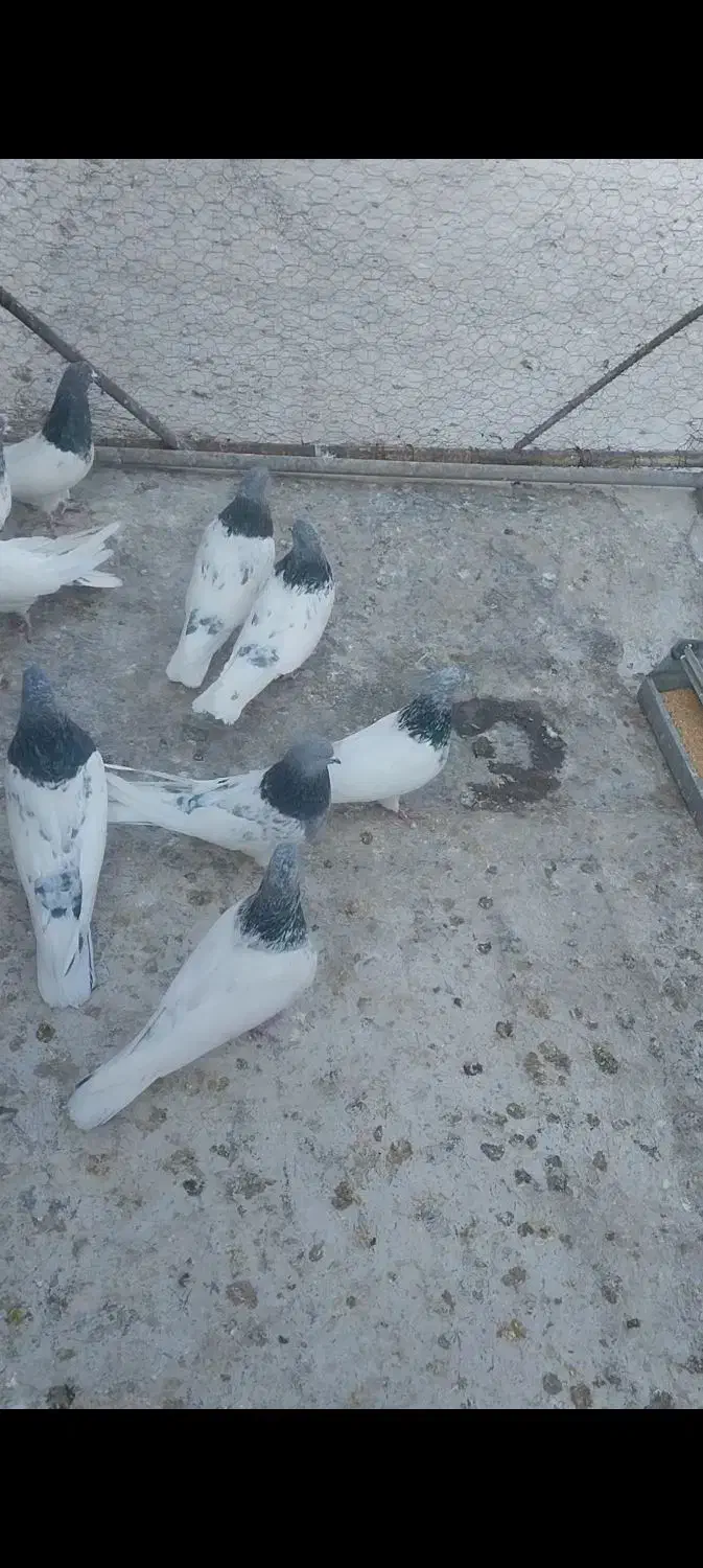 فروشی کبوتر|پرنده|میانه, |دیوار