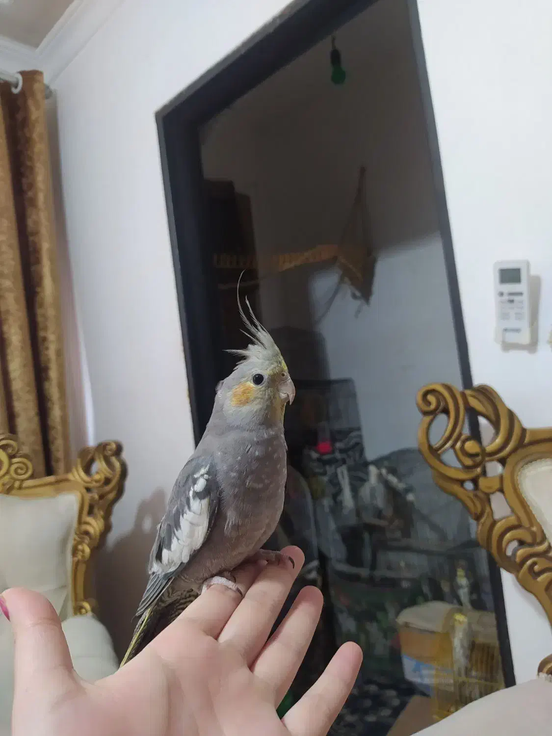 عروس هلندی دوماهه|پرنده|رشت, جانبازان|دیوار