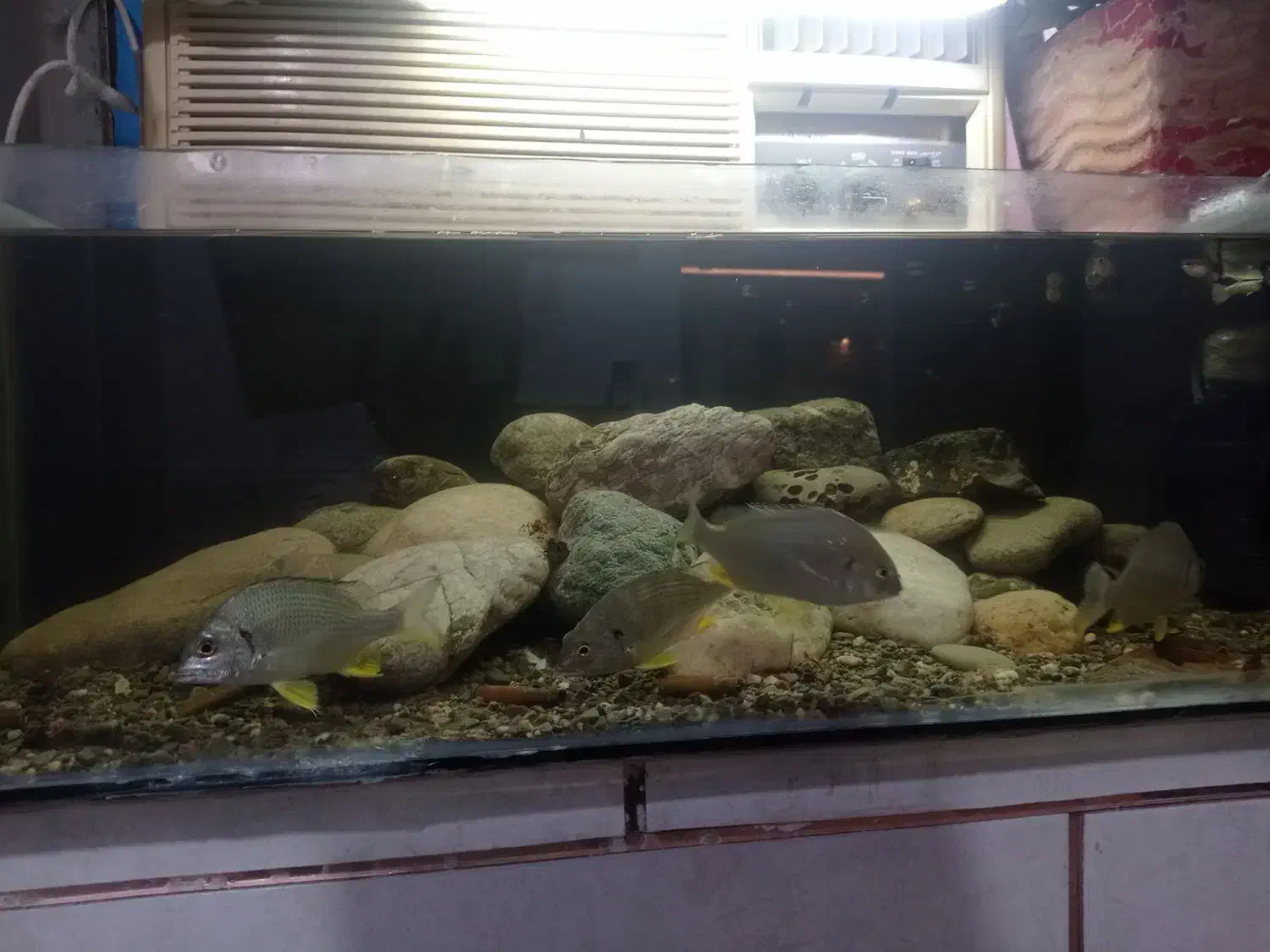 فروش ماهی زینتی|ماهی|میناب, |دیوار