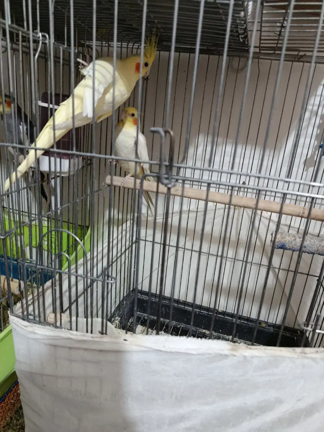 پرنده معاوضه ای با سگ|پرنده|گرمسار, |دیوار