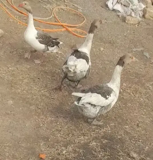 غاز|حیوانات مزرعه|زابل, |دیوار