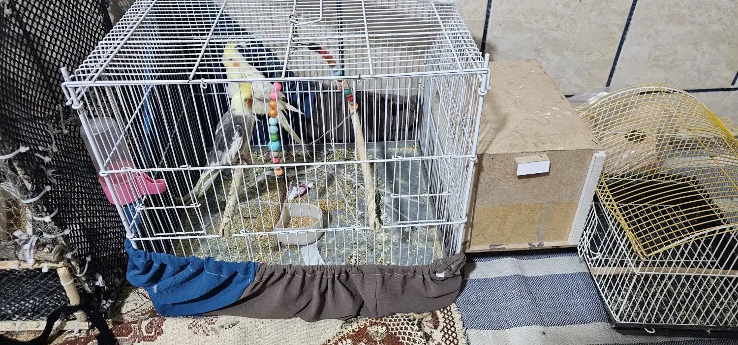 پرنده|پرنده|گراش, |دیوار