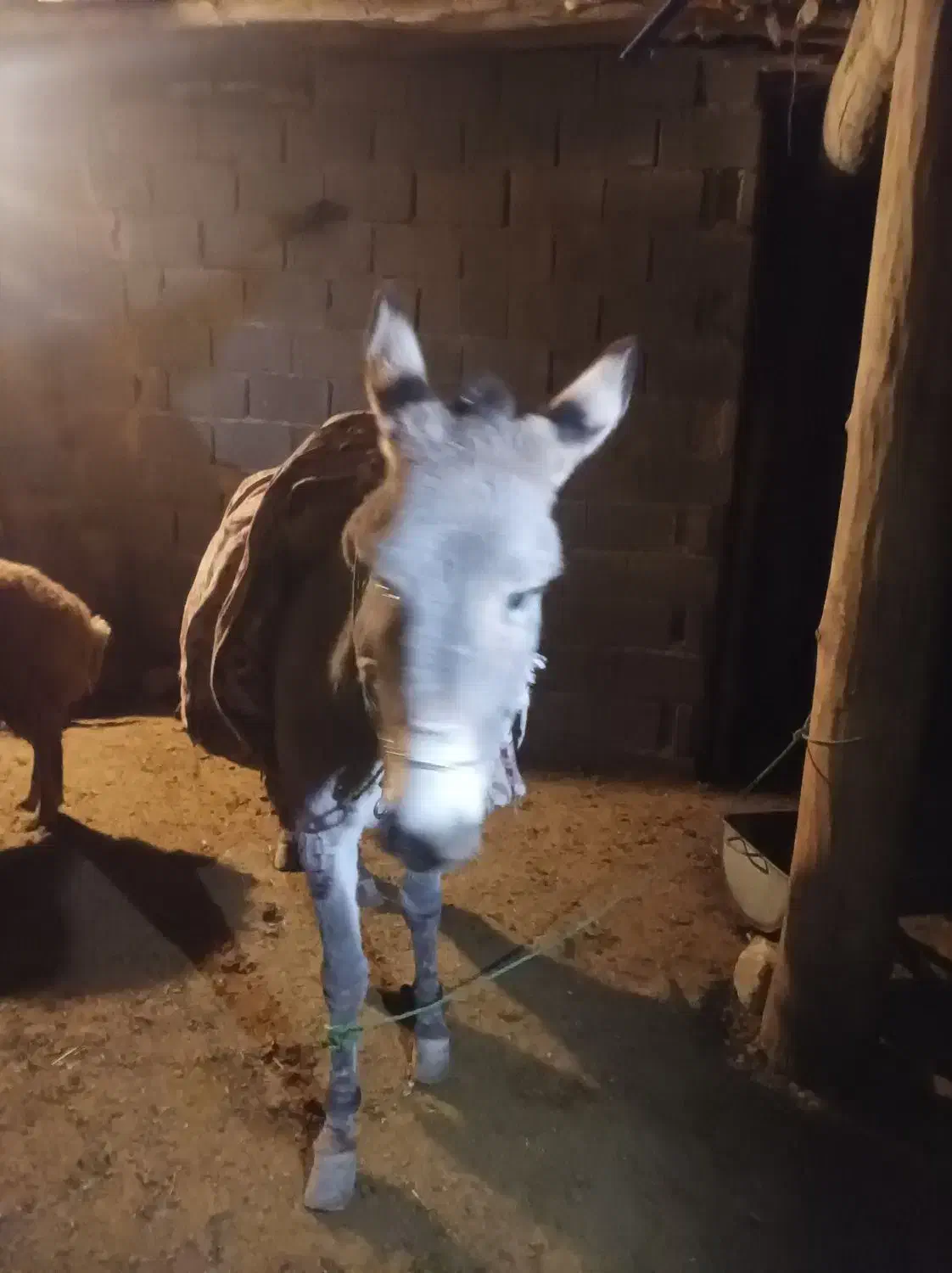 سگ خوب هم هست|حیوانات مزرعه|شیروان (خراسان), |دیوار