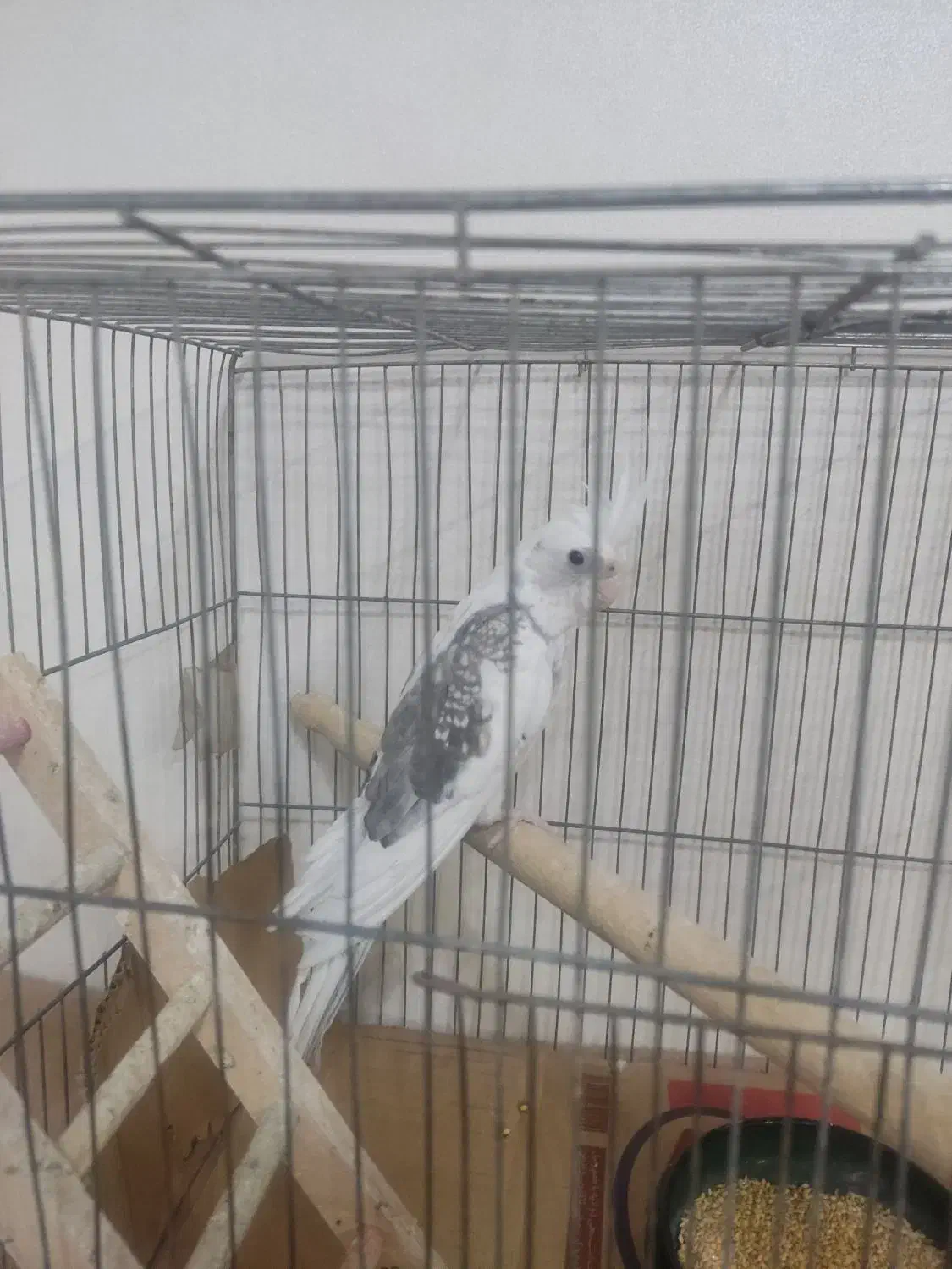 عروس هلندی دو کت پروانه ای|پرنده|تهران, دبستان|دیوار