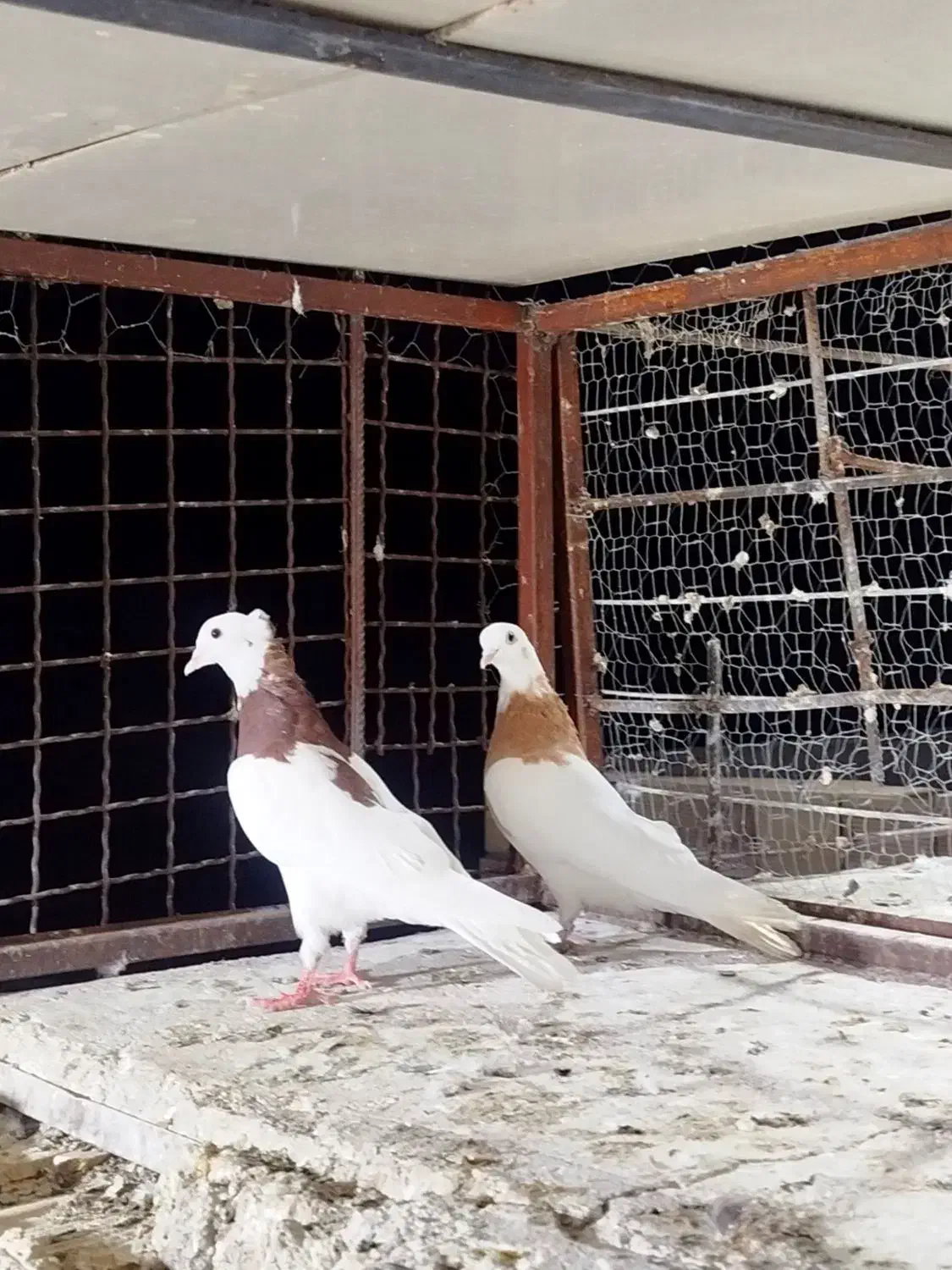 کبوتر|پرنده|بم, |دیوار