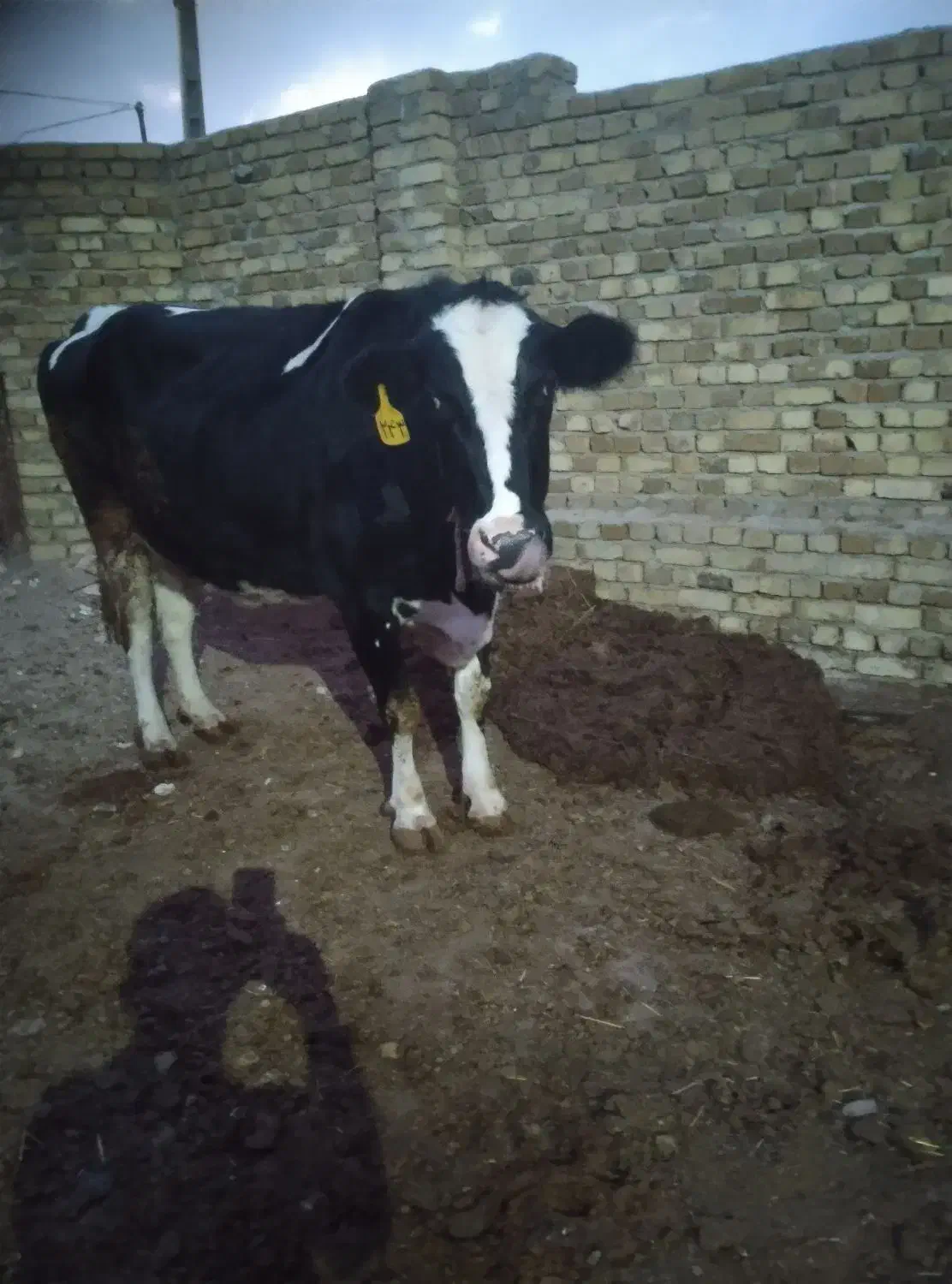 گاو شیری|حیوانات مزرعه|تاکستان, |دیوار