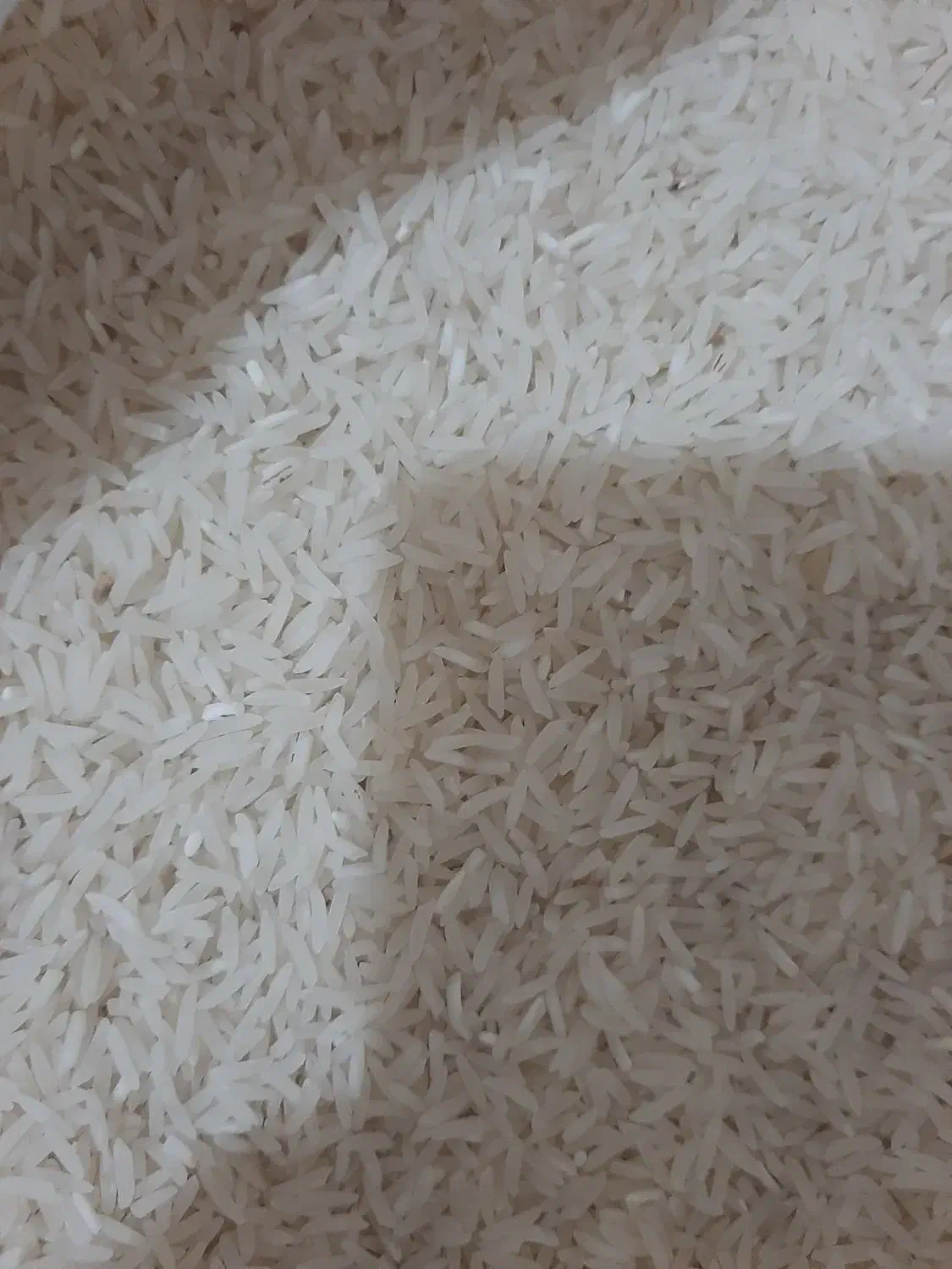 برنج فجر سوزنی|عمده‌فروشی|آق قلا, |دیوار