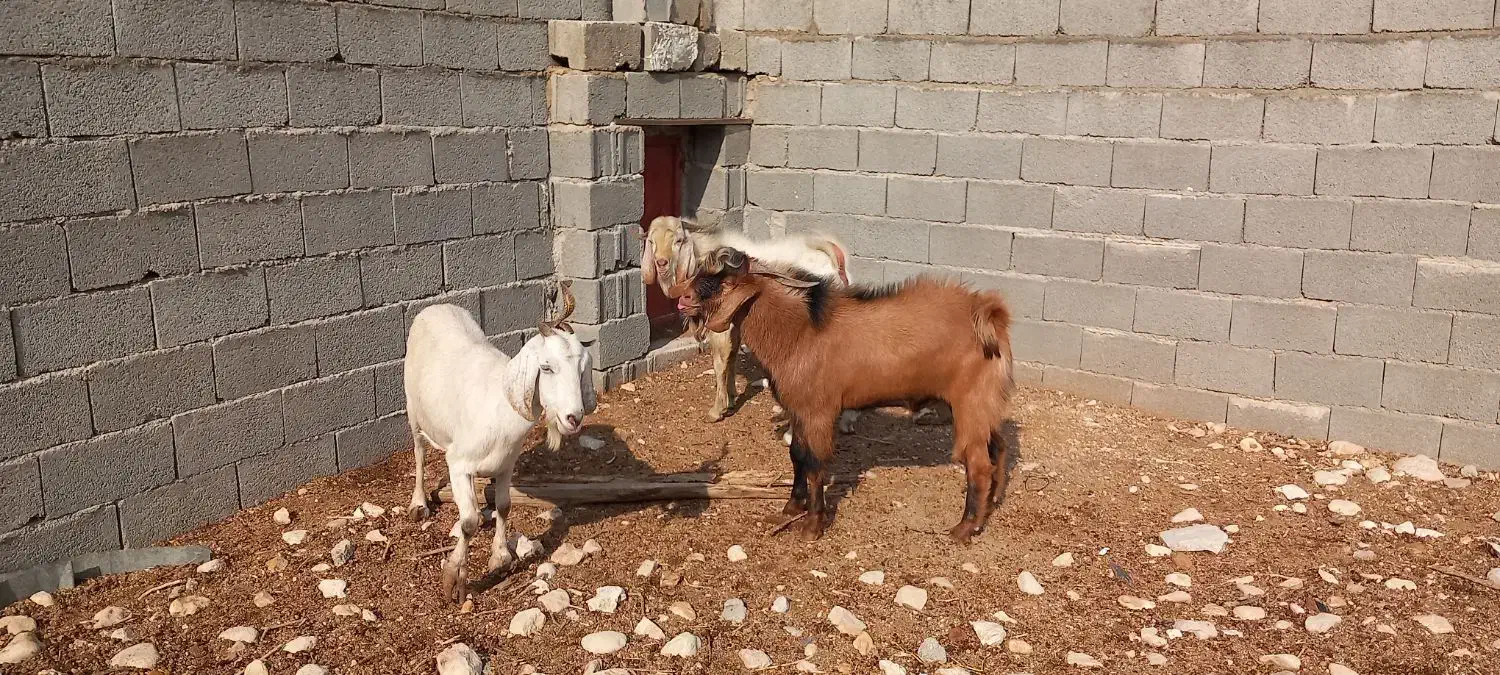 فروش بز و پازن در جم|حیوانات مزرعه|جم, |دیوار