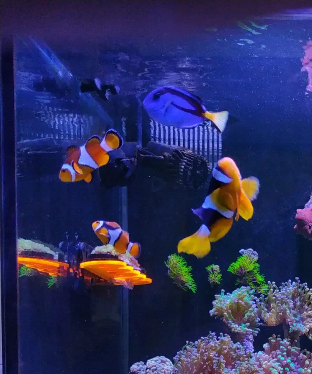 انواع اکواریوم،تجهیزات شور و شیرین|ماهی|کرمانشاه, |دیوار