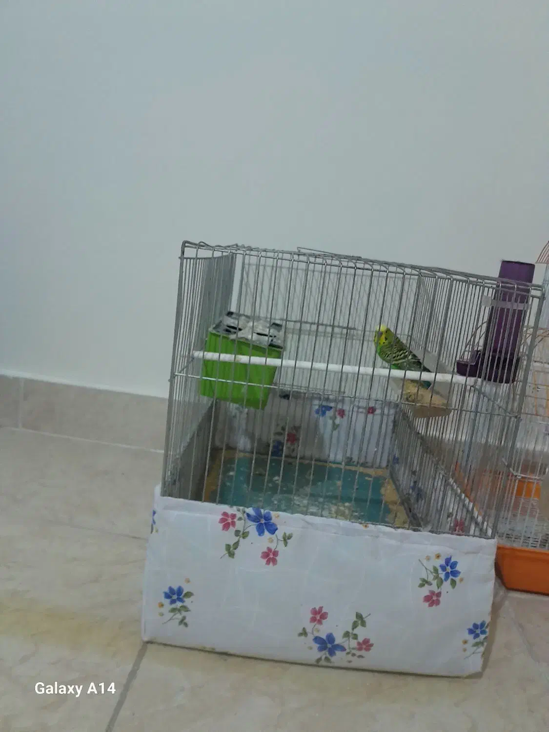 مرغ عشق با قفس|پرنده|اسلام‌شهر, شهرک واوان|دیوار