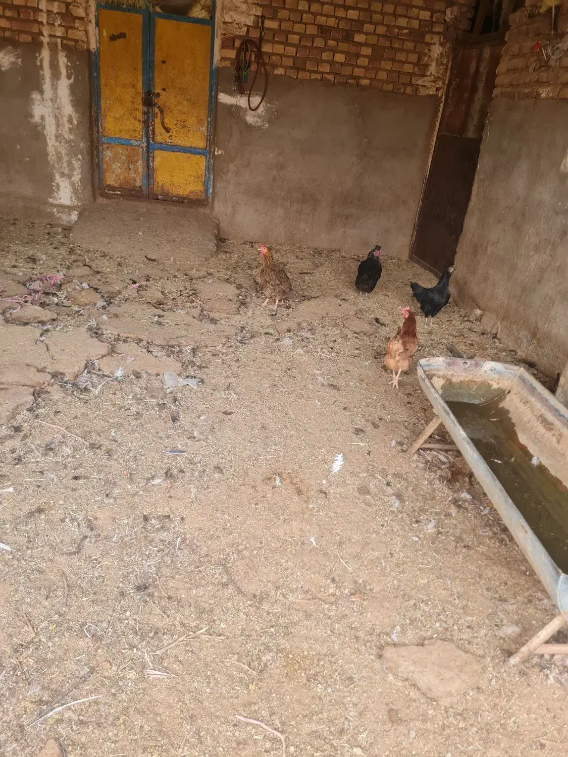 مرغ تخمی|حیوانات مزرعه|تربت جام, میان جام|دیوار