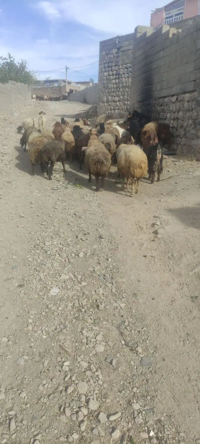 گوسفند و بز آبستن کرمانشاه هرسین روستای بابازید|حیوانات مزرعه|هرسین, |دیوار