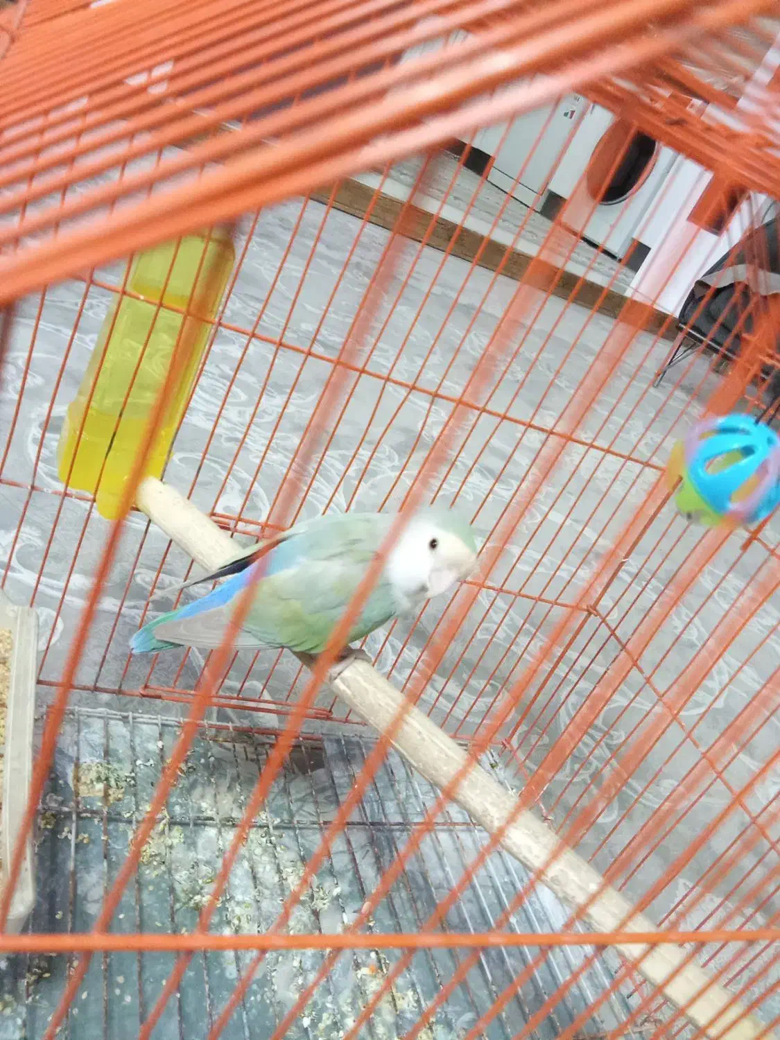 طوطی برزیلی|پرنده|کهریزک, |دیوار