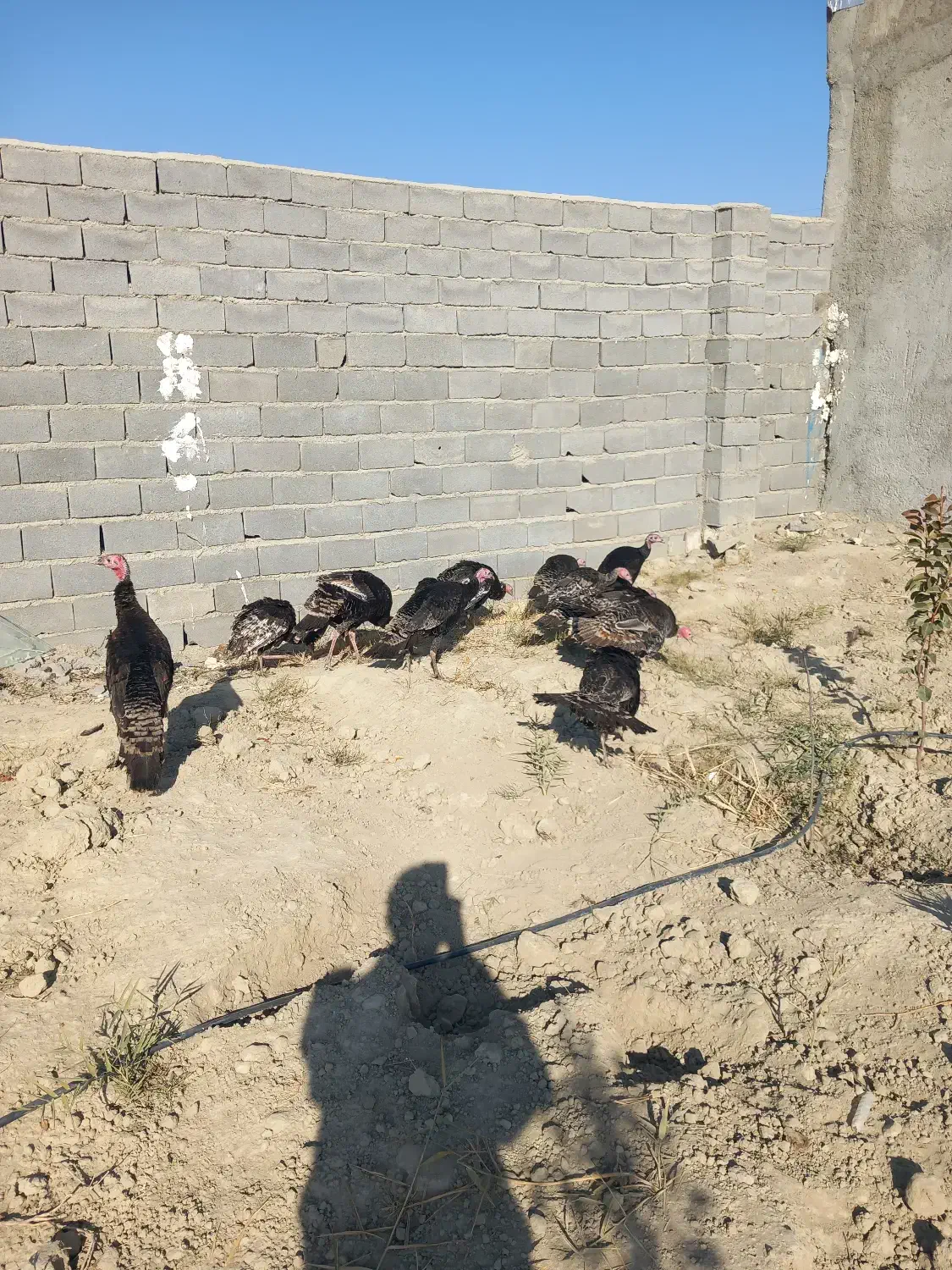 بوقلمون محلی نر وماده|حیوانات مزرعه|شیروان (خراسان), |دیوار