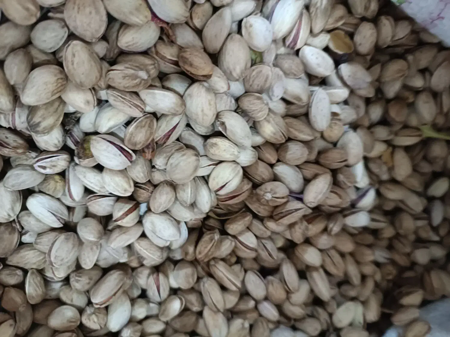 پسته امسالی|عمده‌فروشی|اردکان, |دیوار