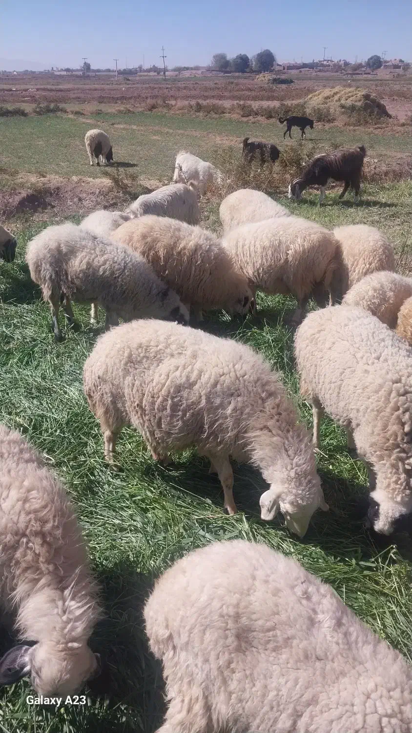 گوسفندوبرهشیشک|حیوانات مزرعه|نگار, |دیوار