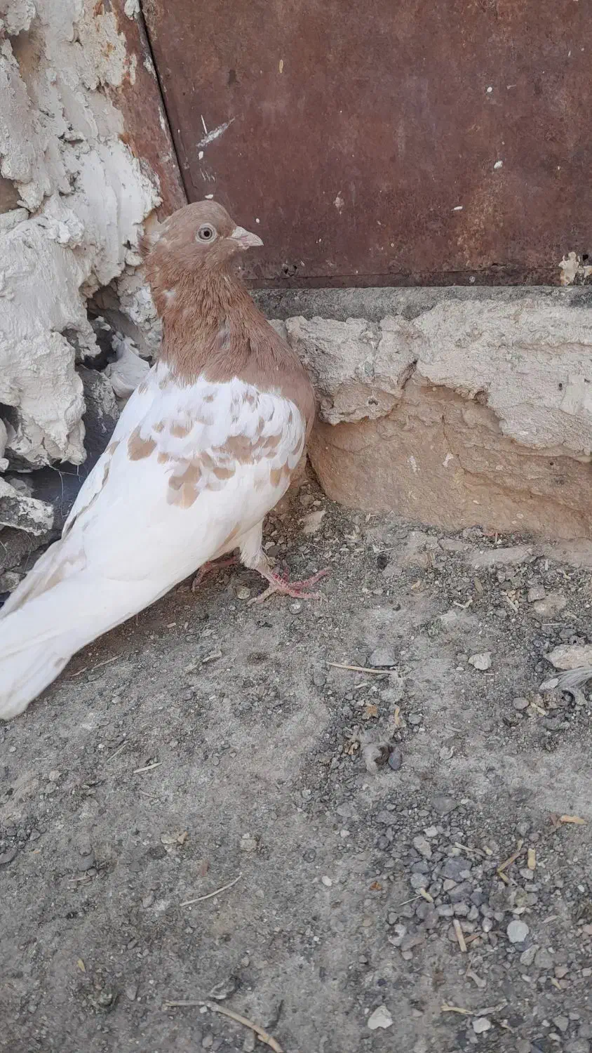 جفت نر فروشی|پرنده|رشتخوار, |دیوار